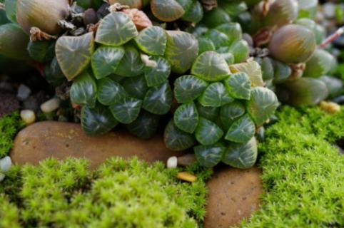 姬玉露冬天会长吗