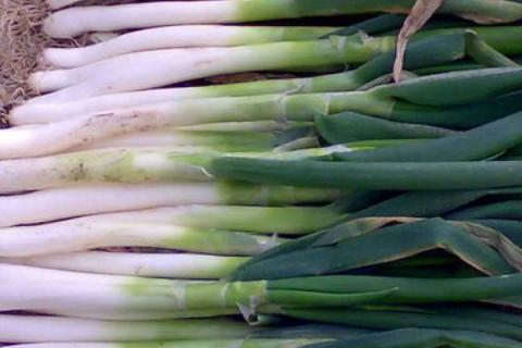 大葱种子怎么种植方法