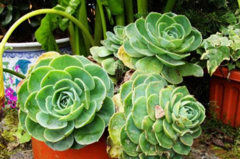 玉蝶的养殖方法和注意事项有哪些