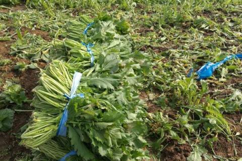 雪里红是什么菜