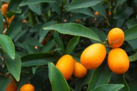 金桔的养殖方法和注意事项