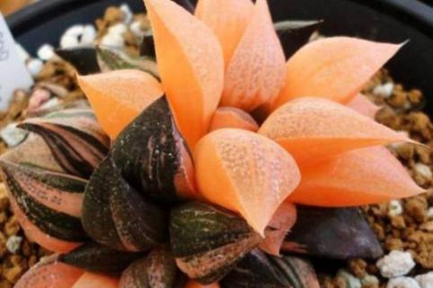 多肉出锦药水的危害