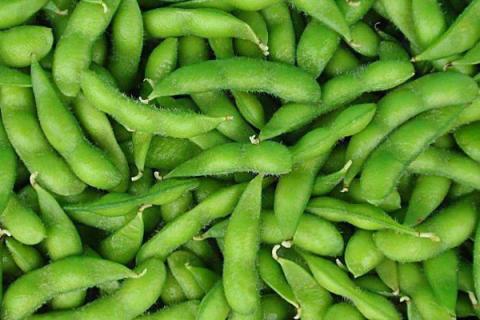 毛豆的种植方法和时间