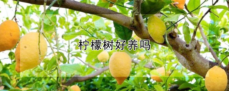 柠檬树好养吗