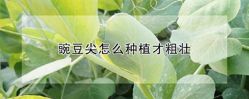 豌豆尖怎么种植才粗壮