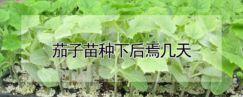 茄子苗种下后焉几天