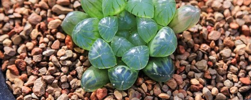 姬玉露和玉露的区别