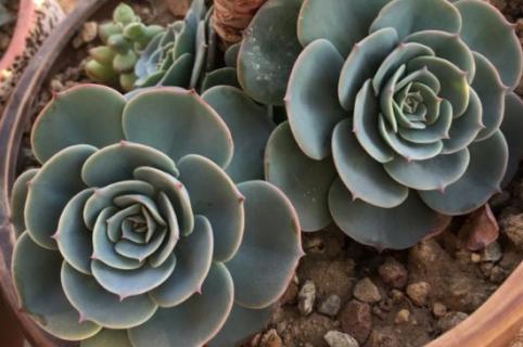 玉蝶夏天黑腐怎么办