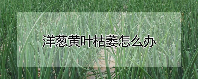 洋葱黄叶枯萎怎么办