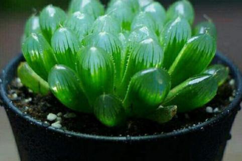 姬玉露冬天怎么养