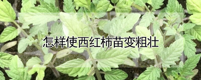 怎样使西红柿苗变粗壮