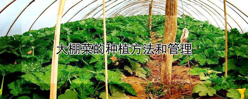 大棚菜的种植方法和管理