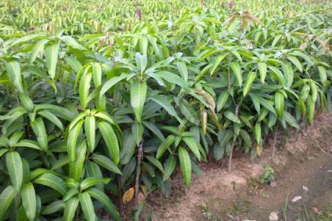 芒果苗怎么养护