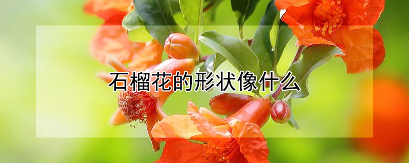 石榴花的形状像什么