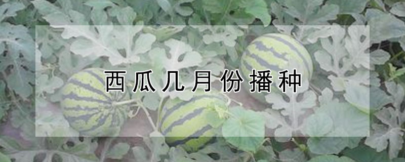 西瓜几月份播种