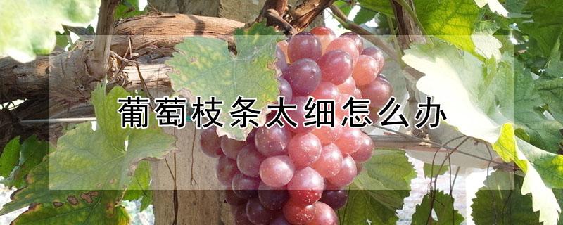 葡萄枝条太细怎么办
