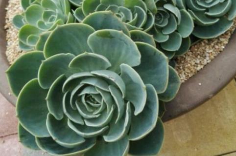 玉蝶夏天休眠吗