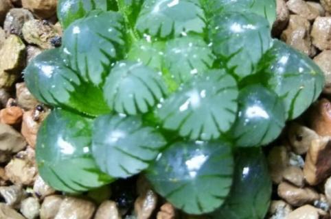 姬玉露冬天怎么养