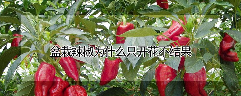 盆栽辣椒为什么只开花不结果