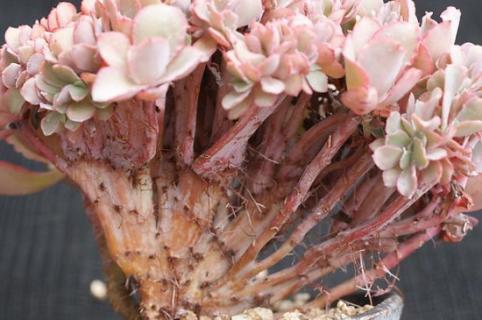 高砂之翁怎么爆侧芽