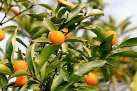 金桔叶子发黄怎么办