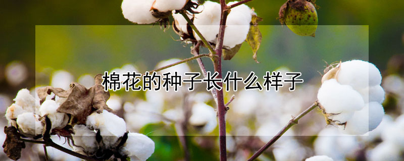 棉花的种子长什么样子