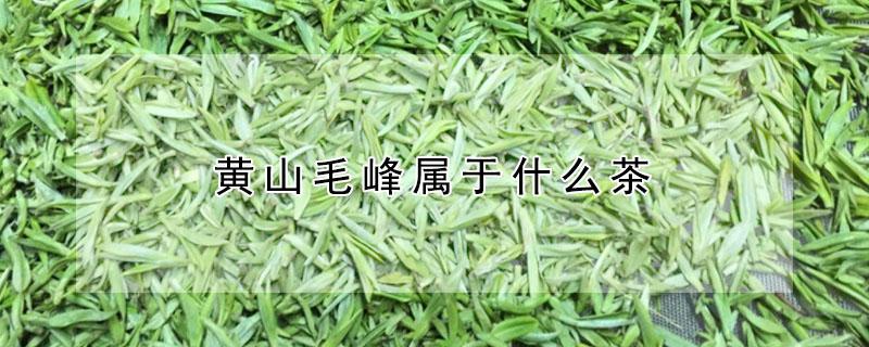 黄山毛峰属于什么茶