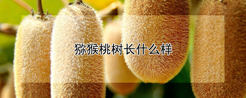 猕猴桃树长什么样