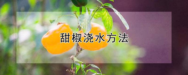 甜椒浇水方法