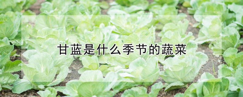甘蓝是什么季节的蔬菜