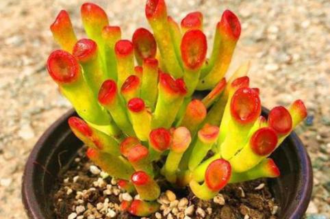 筒叶花月怎么修剪