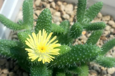 雷童怎么养才会肥大