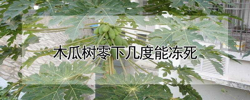 木瓜树零下几度能冻死