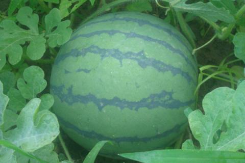 西瓜什么季节成熟