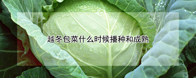 越冬包菜什么时候播种和成熟