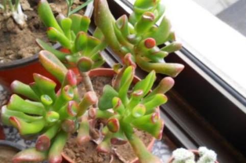 筒叶花月怎么修剪