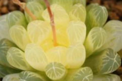 樱水晶怎么养的饱满