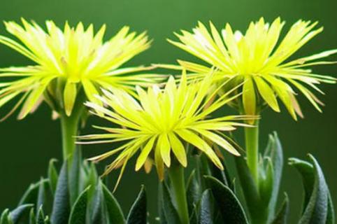 黄花照波怎么养