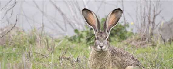 野兔冬季活动规律 野兔冬季活动规律是什么