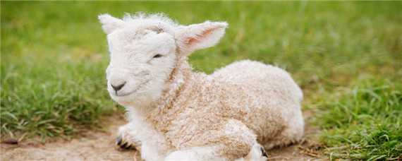 骊羊品种介绍 骊羊品种介绍图片