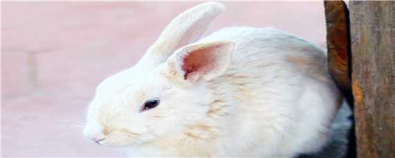 獭兔和家兔的区别 獭兔跟家兔的区别