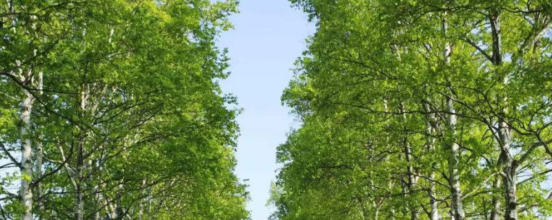 杨树一年浇几次水 杨树一年需要浇几次水