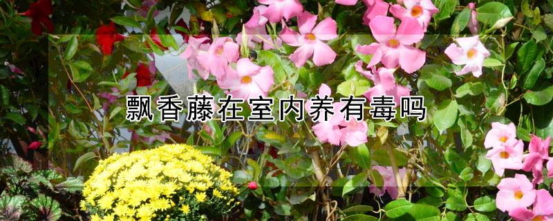 飘香藤在室内养有毒吗（飘香藤能在室外养吗?）