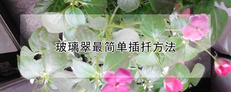 玻璃翠最简单插扦方法（玻璃翠怎样扦插）