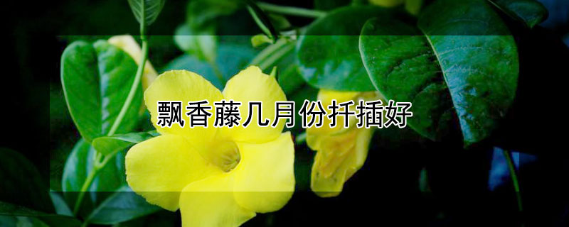 飘香藤几月份扦插好（飘香藤几月份扦插最好）