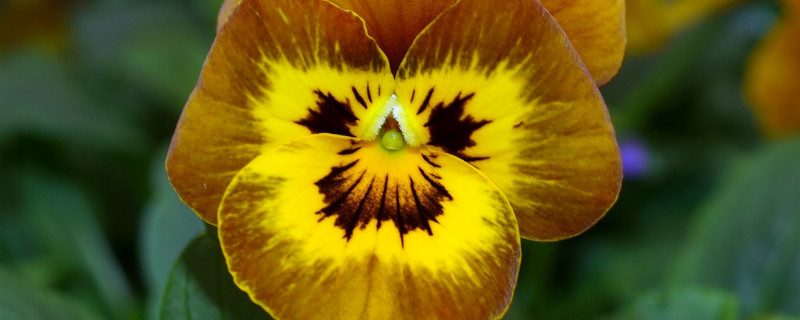 三色堇怎么打顶 三色堇需要打顶吗