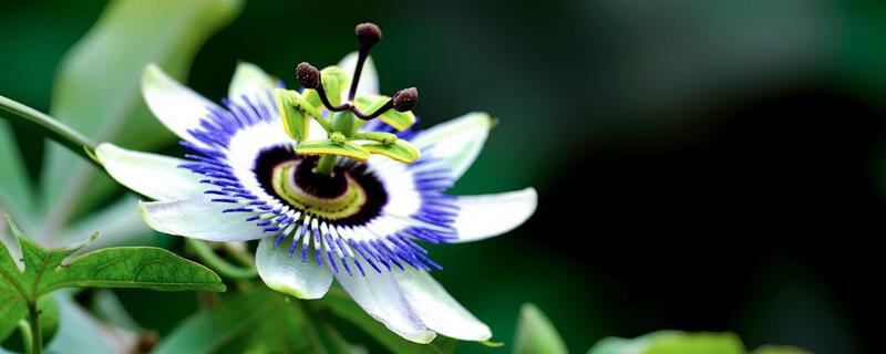 西番莲冬天怎么养 西番莲的养殖方法和注意事项