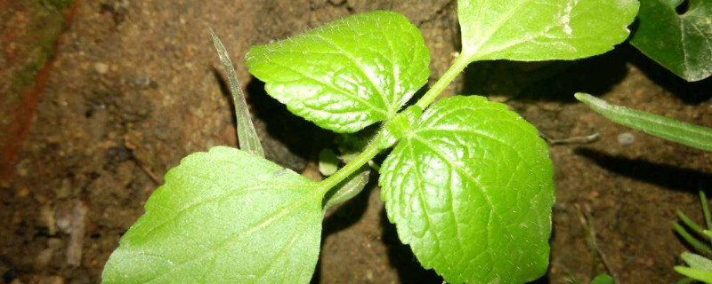 薄荷籽怎么种植方法（薄荷花籽怎么种）