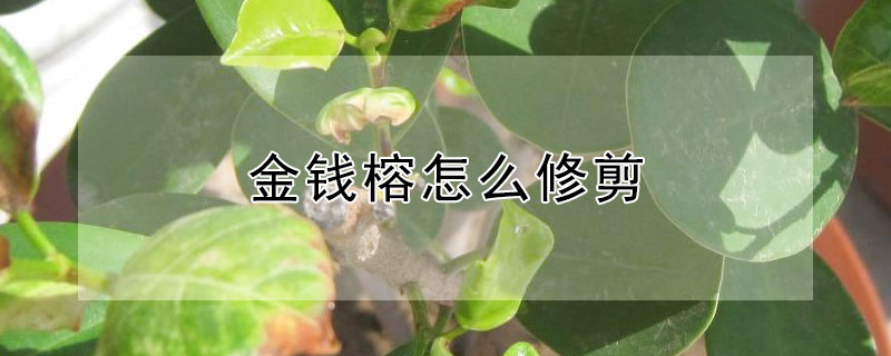 金钱榕怎么修剪（金钱榕怎么修剪枝叶）