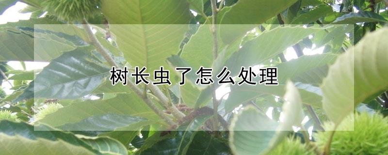 树长虫了怎么处理(枸杞树长虫了怎么处理)